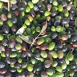 مكان تخييم Macaria Agricampeggio *