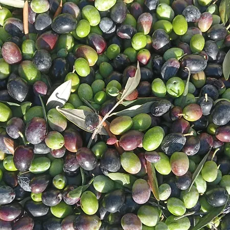 مكان تخييم Macaria Agricampeggio *