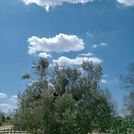 Macaria Agricampeggio Alliste
